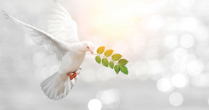 international peace month dove